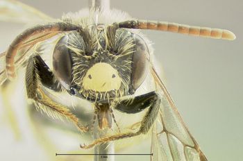 Media type: image;   Entomology 609445 Aspect: head frontal view